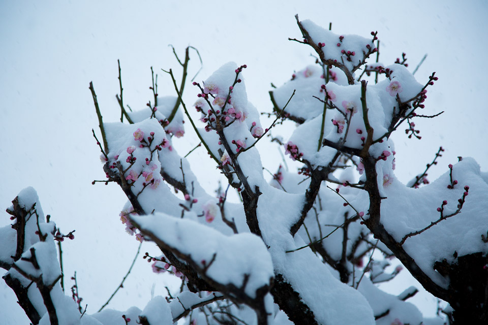 雪中梅