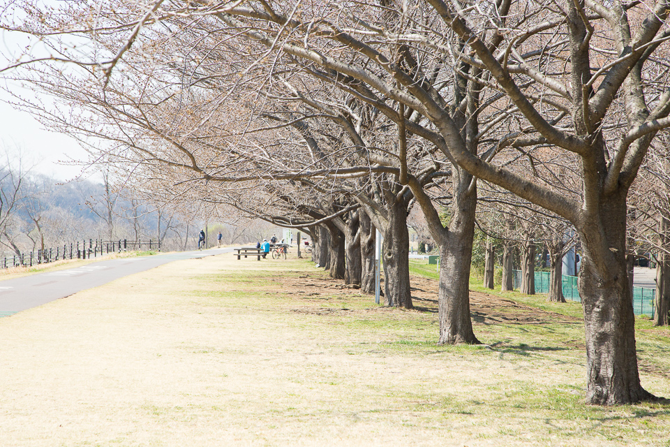 去年の今頃は八分咲きになっていた桜並木。今年はまだまだ