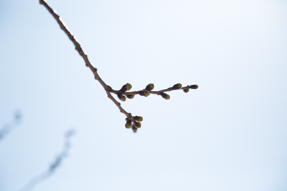 桜のつぼみ