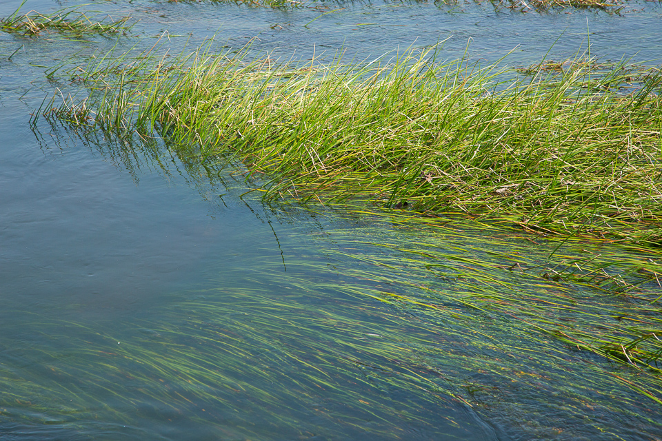 水面に水草の緑が映える