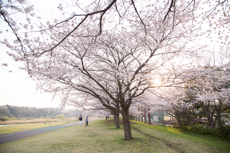 多摩川、府中郷土の森近くの桜