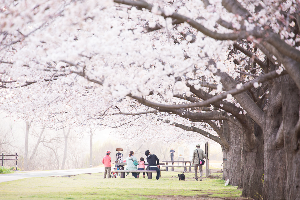 先週はつぼみだった桜の木が花の天蓋を作る