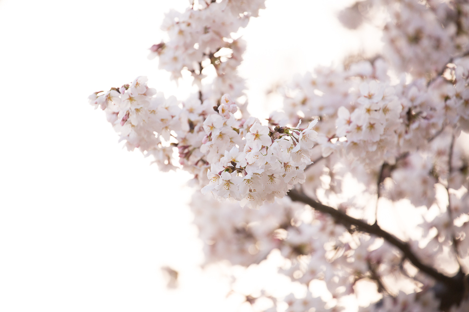 満開の桜