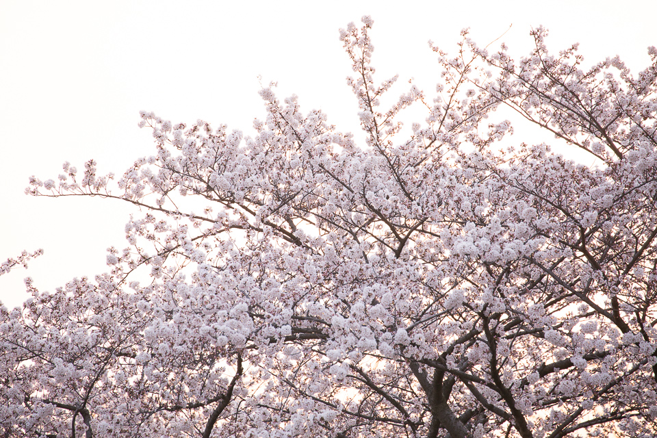 夕陽に染まる桜