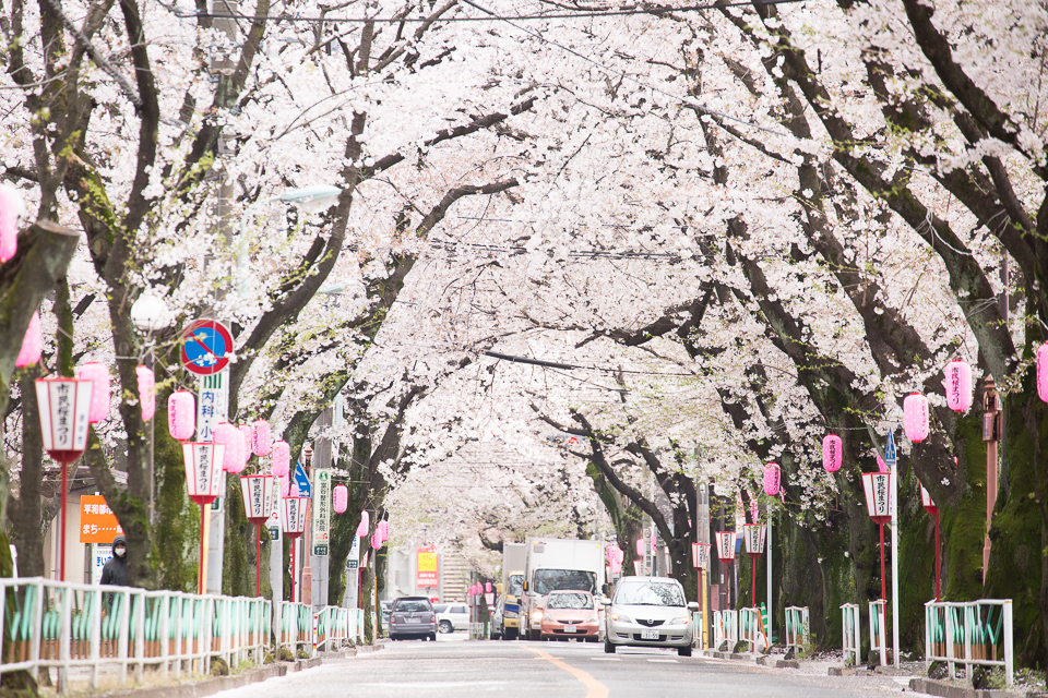 桜のトンネル