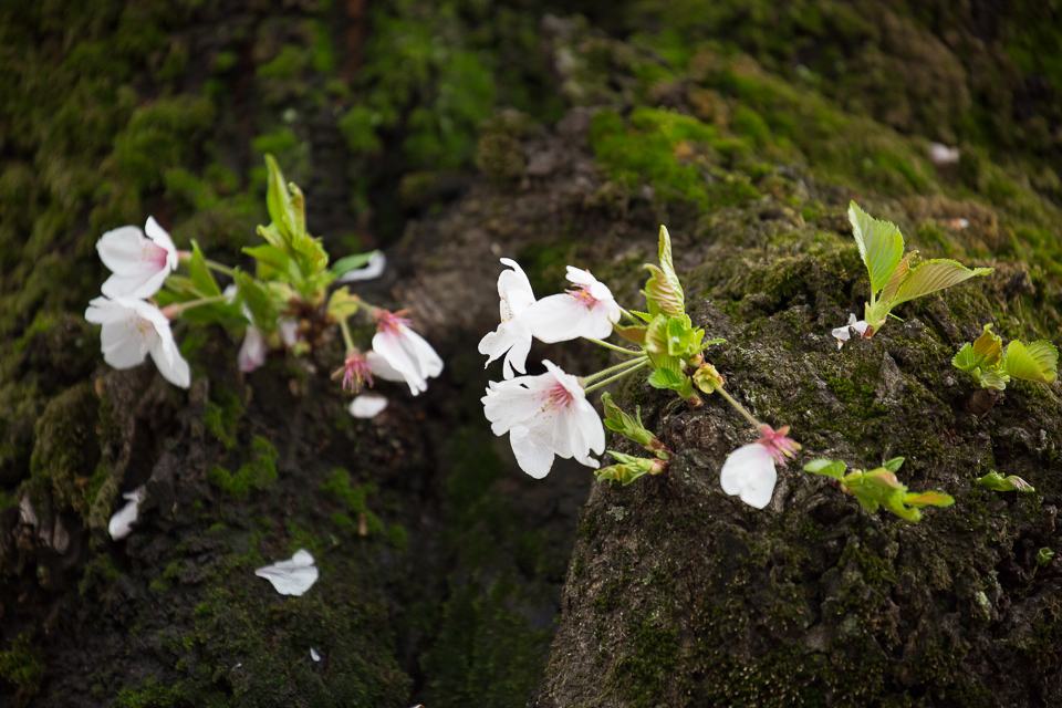 幹から咲く桜