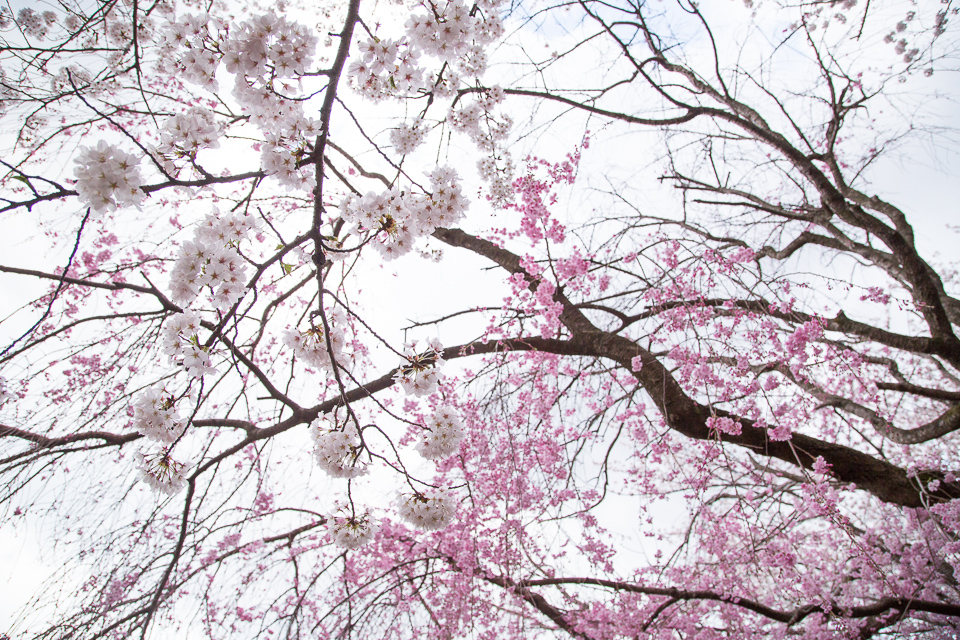 濃淡2つの桜の共演