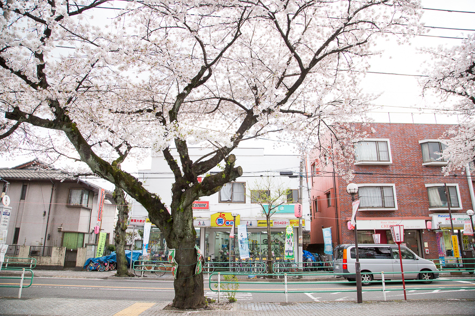 自転車屋の前の桜