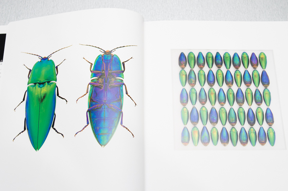 作品はデジタル処理してるのではなく、本物の昆虫を並べて作られている
