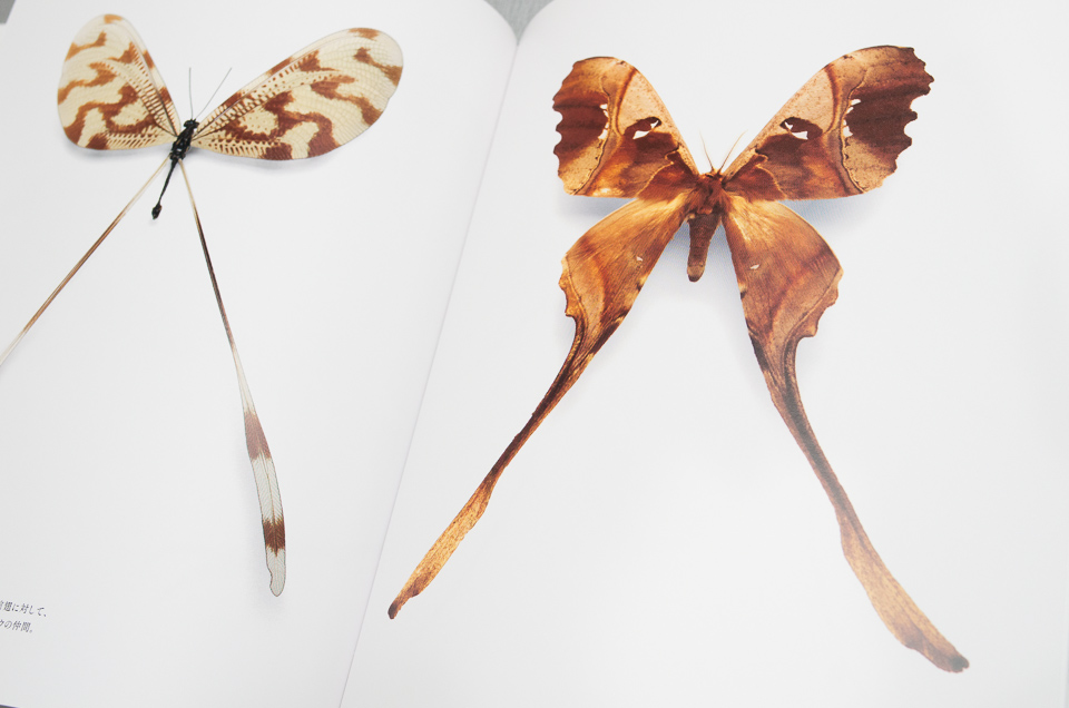 長い後翅を持つリボンカゲロウの一種（左）とソントンナクスオヒキヤママユの組み写真