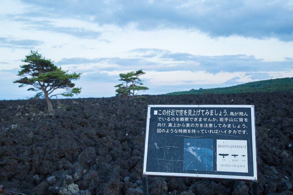 もう暗くなってきていて空舞うハイタカは見られず、残念