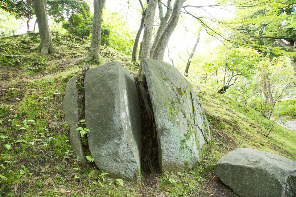 岩を割って伸びる木