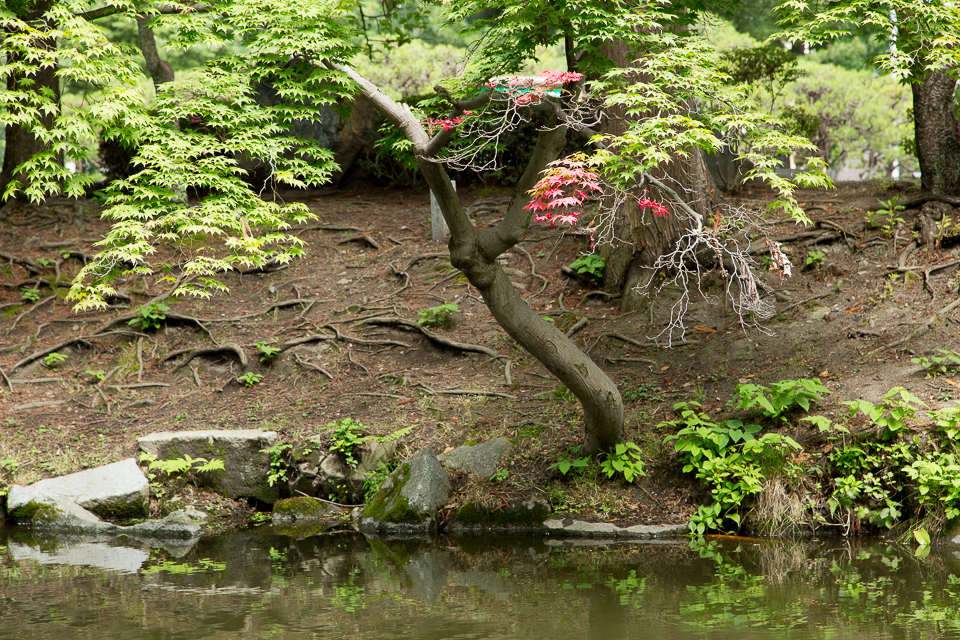 季節外れの紅葉