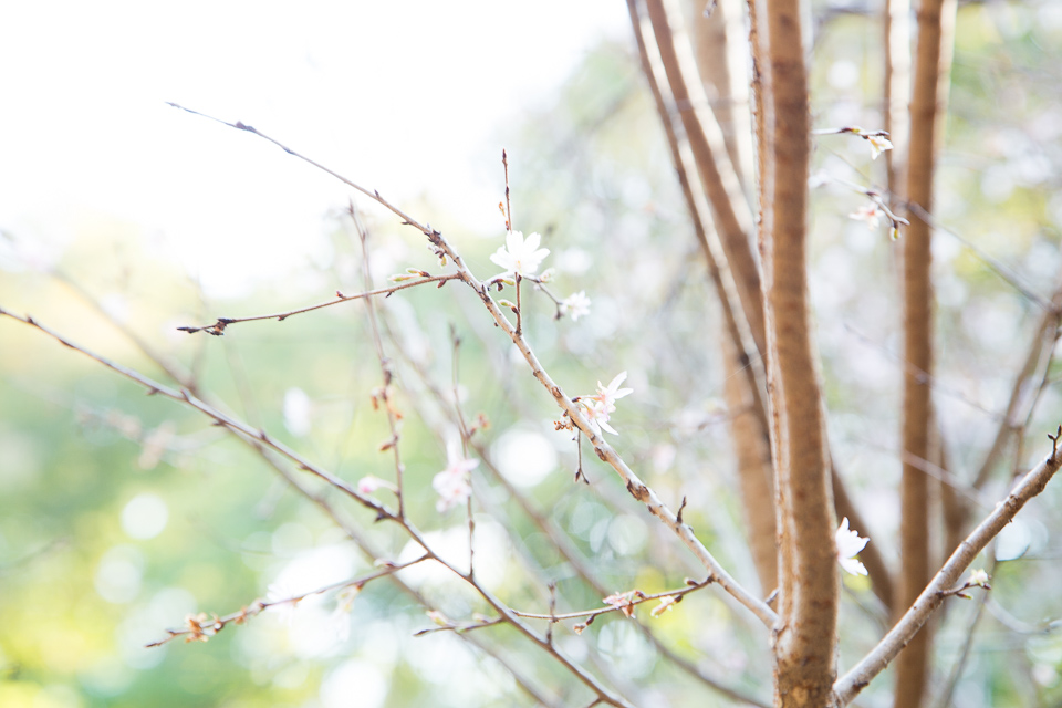 池のほとりに十月桜が咲く