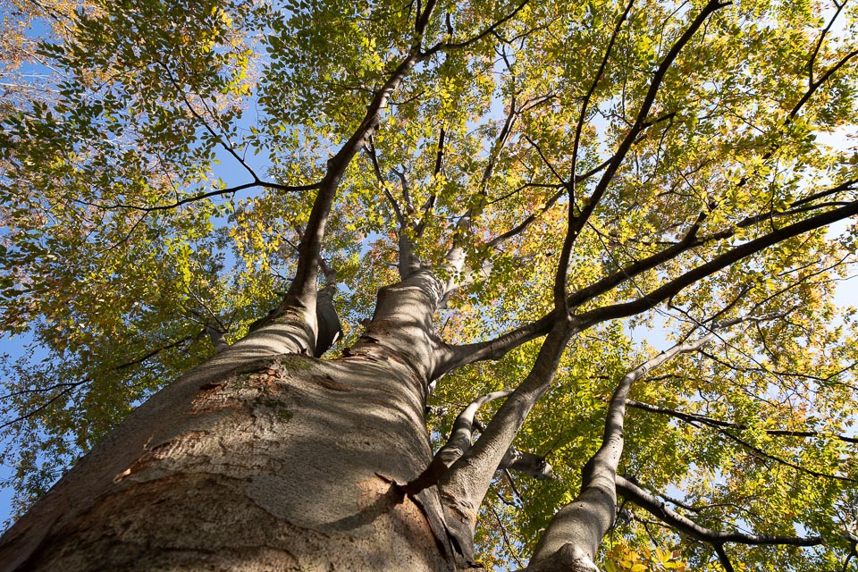 木を見上げて真ん中へんにピントを合わせて撮影（F8、1/60、ISO100）