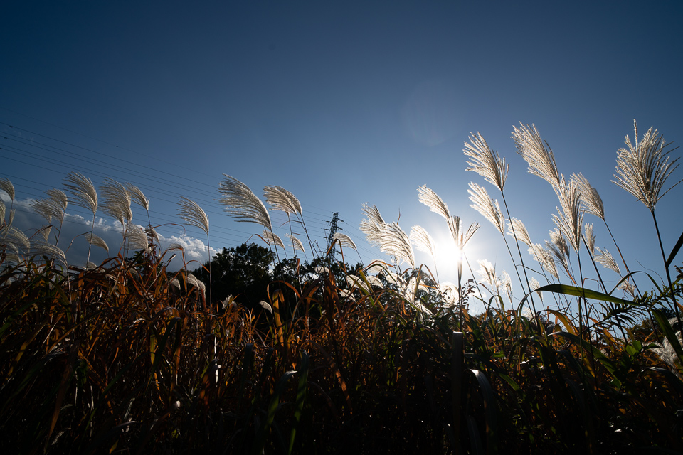 ススキ（F8、1/800、ISO100）